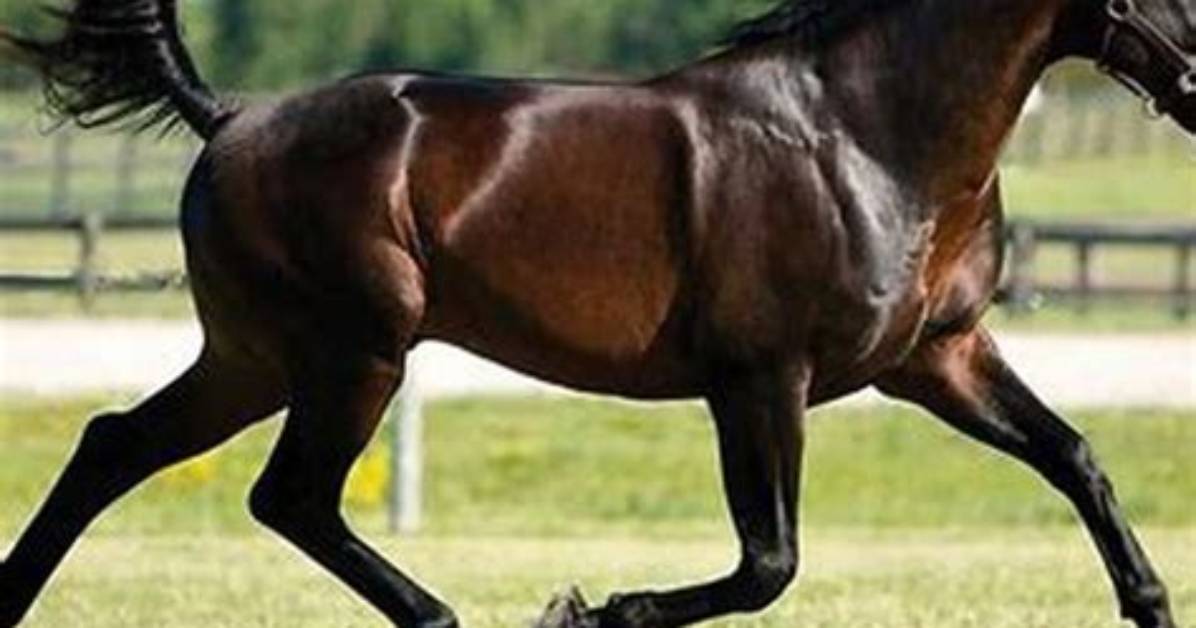 Do Standardbreds Pace Naturally?