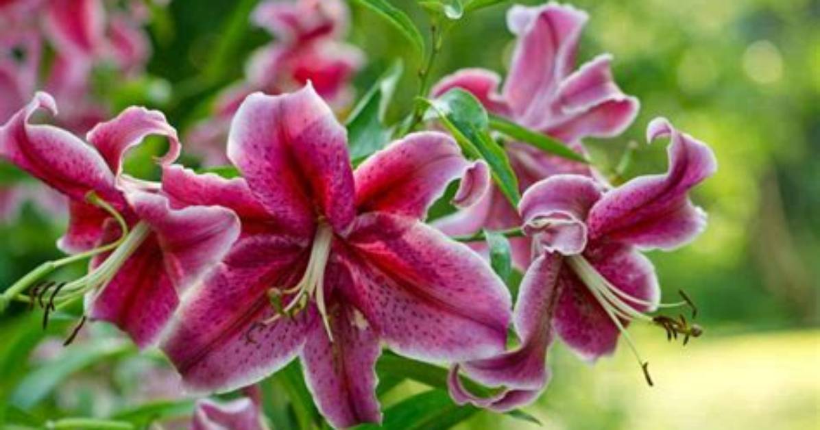 Do Stargazer Lilies Multiply?
