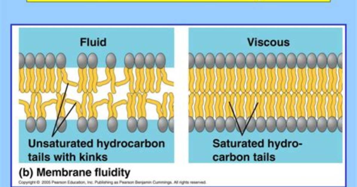 Do Sterols Increase Membrane Fluidity?
