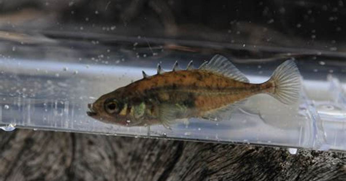 Do Sticklebacks Need a Filter?