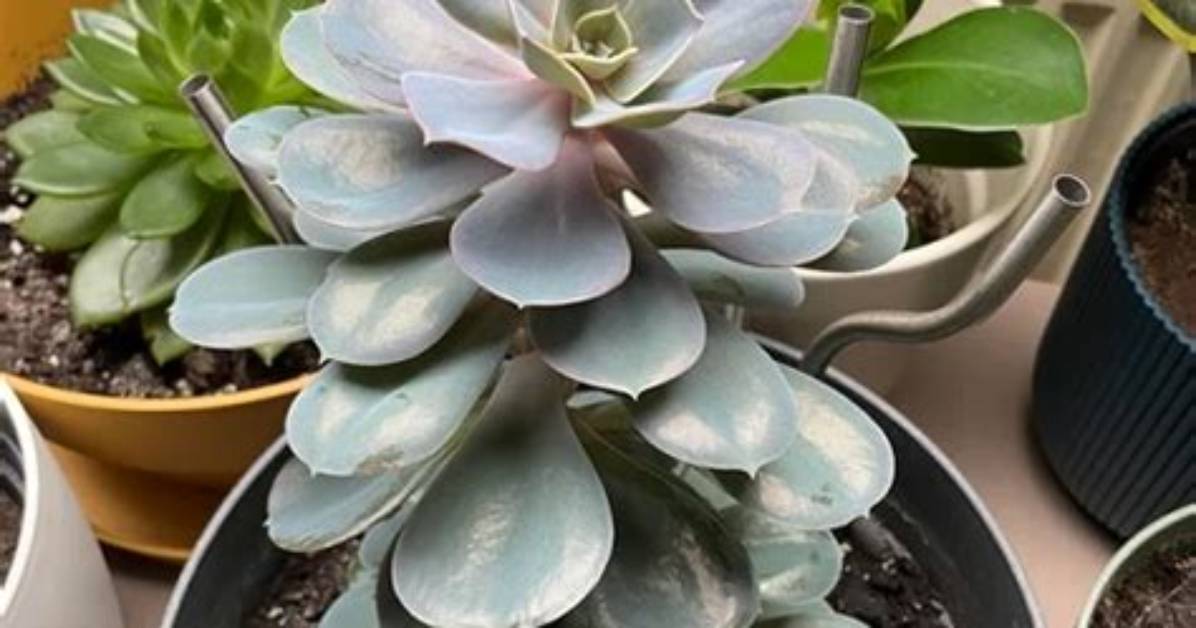 Do Succulents Last Forever