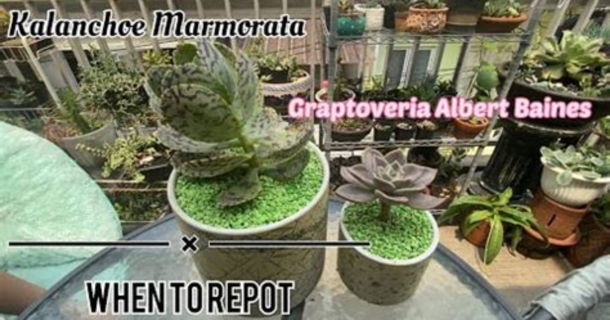 Do Succulents Like Manure