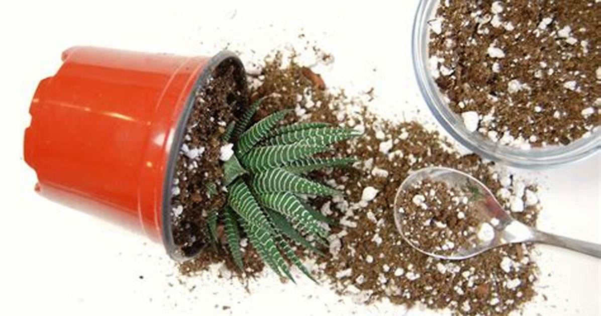 Do Succulents Need Special Soil?