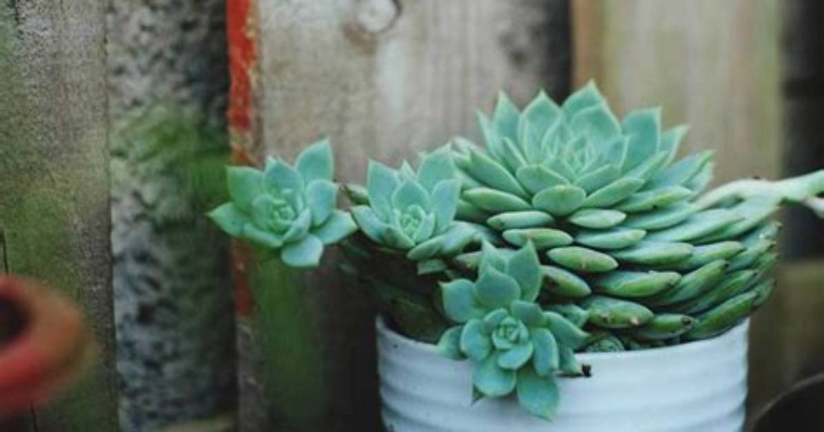 Do Succulents Need to Be Repotted?