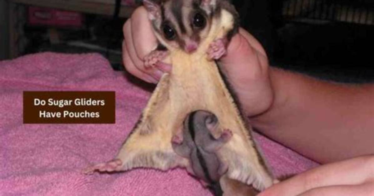 Do Sugar Gliders Have a Pouch?