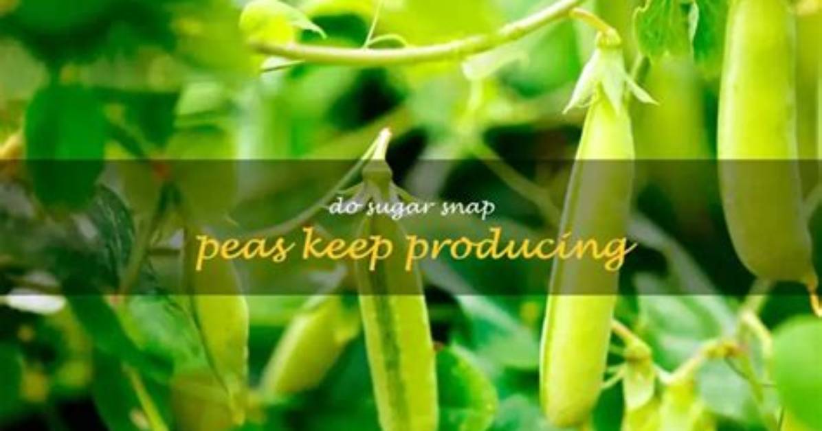 Do Sugar Snap Peas Keep Producing?