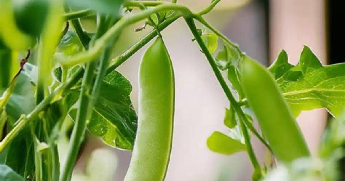 Do Sugar Snap Peas Need Direct Sunlight