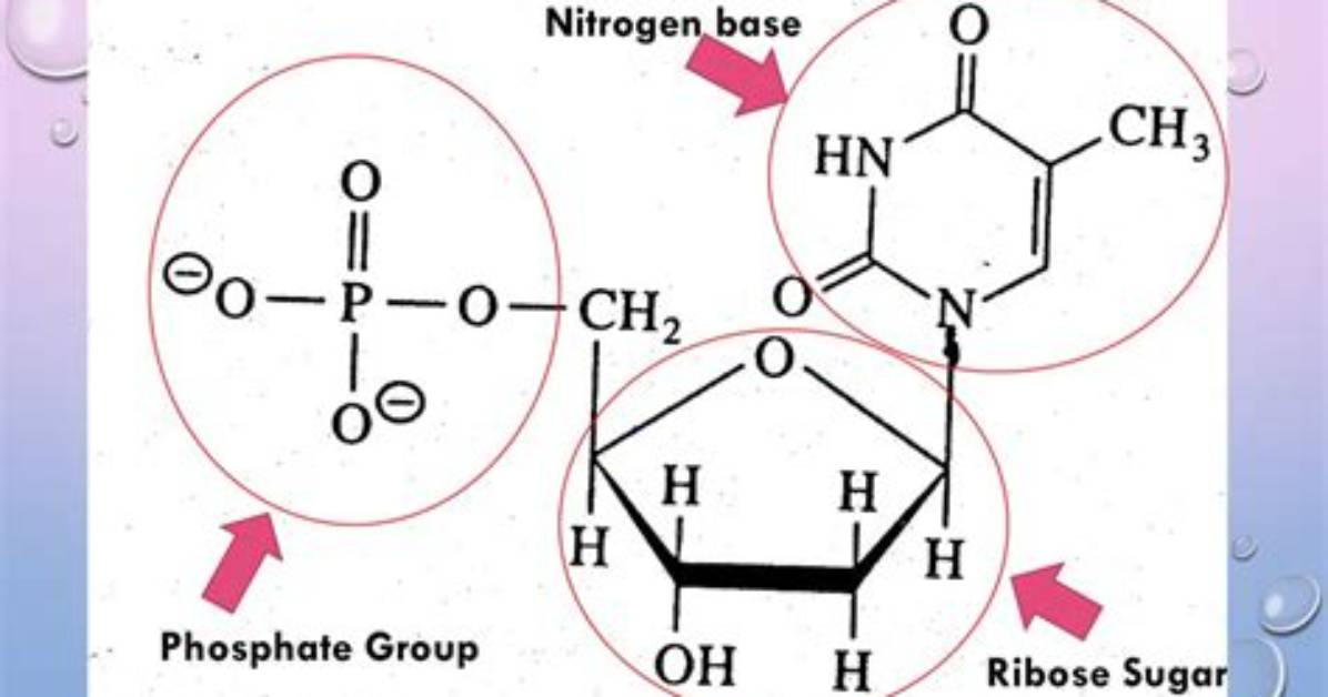Do Sugars Contain Nitrogen?