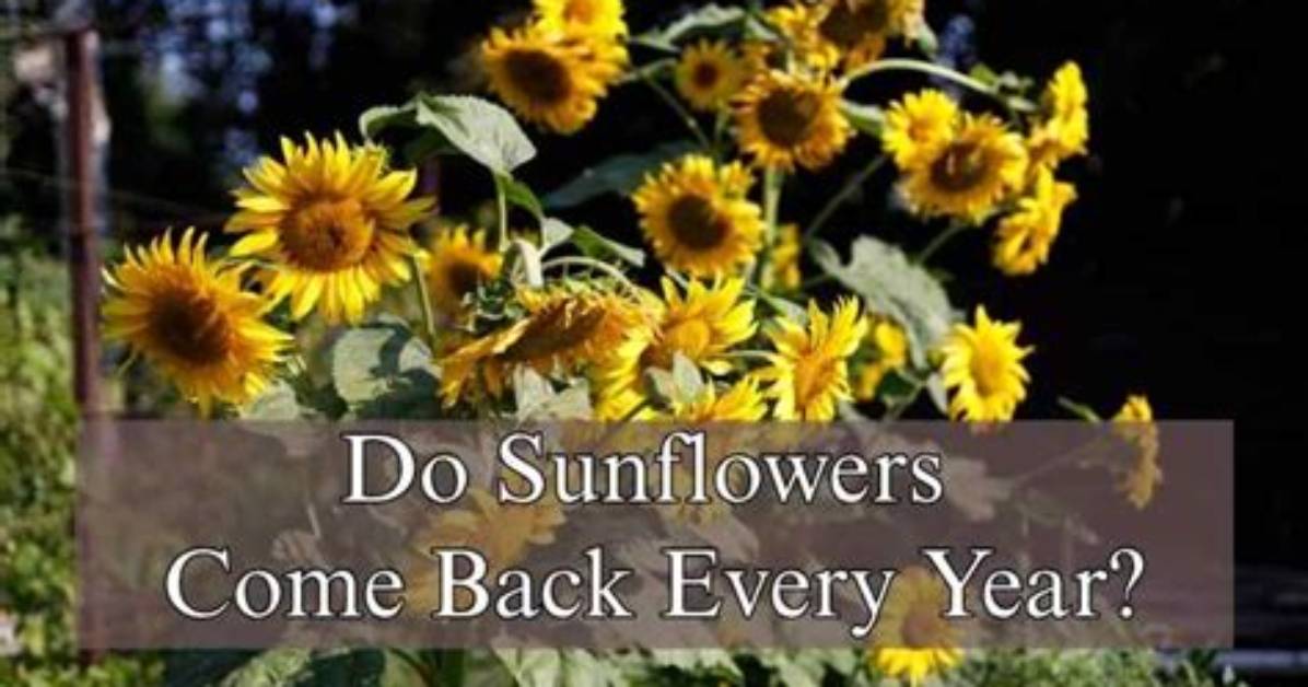 Do Sunflowers Come Back