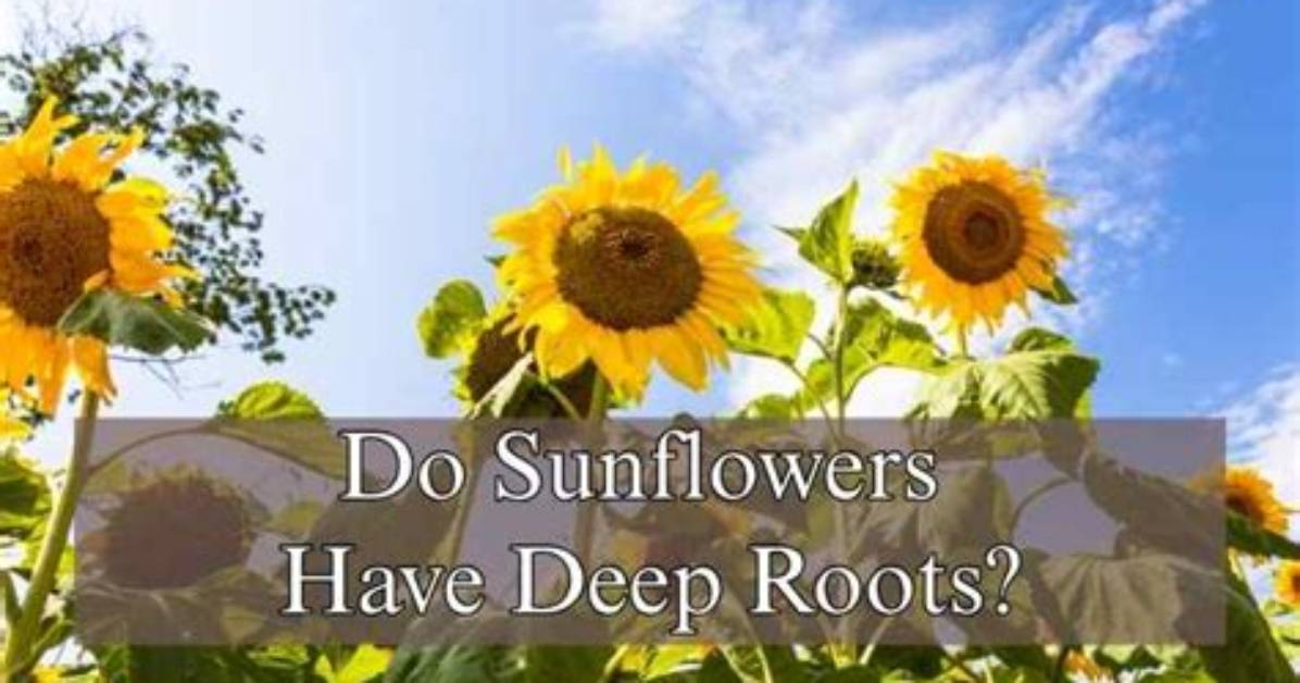 Do Sunflowers Have Bracts?