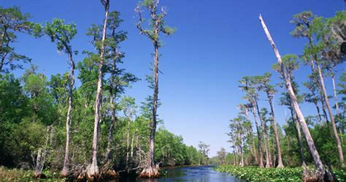 Do Swamps Have Pine Trees