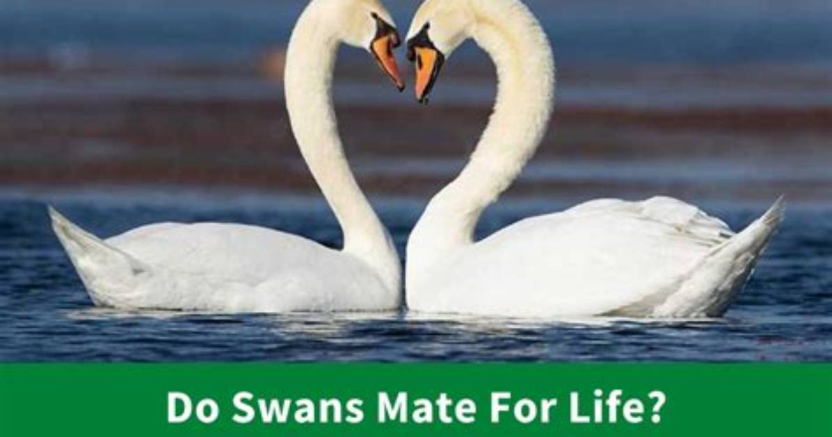 Do Swans Mate for Life?