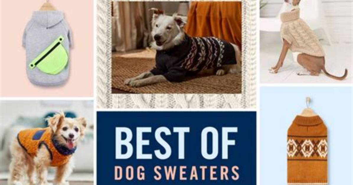 Do Sweaters Keep Dogs Warm?