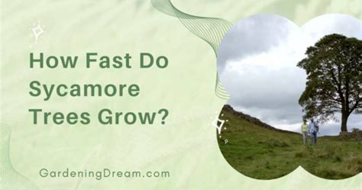 Do Sycamore Trees Grow Fast