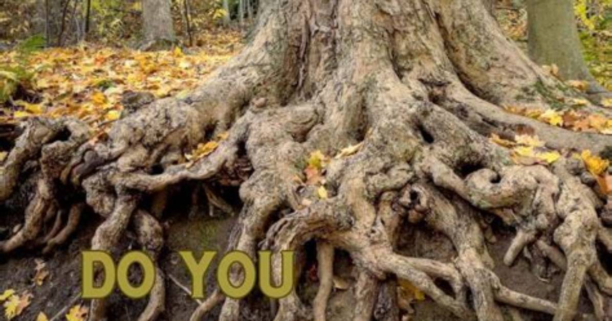 Do Sycamores Have Deep Roots?