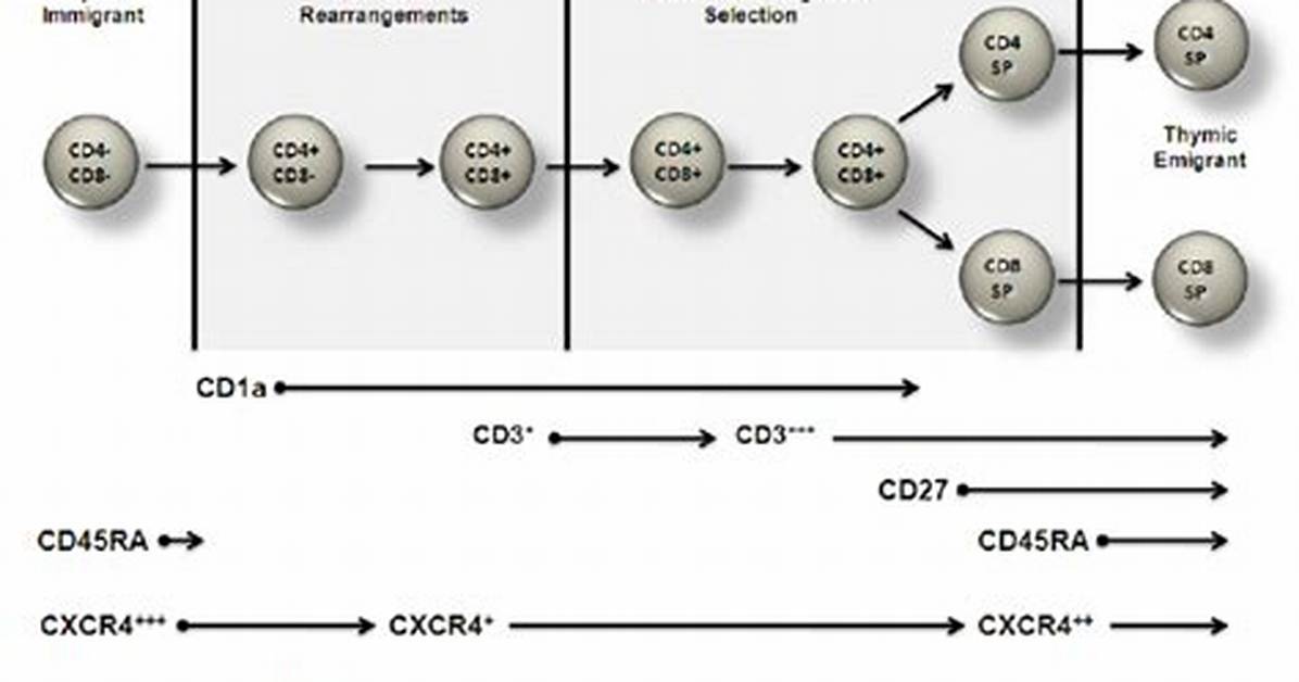 Do T Cells Express Cxcr4?