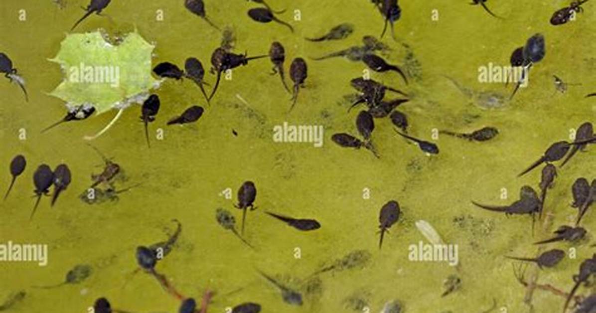 Do Tadpoles Eat Algae?