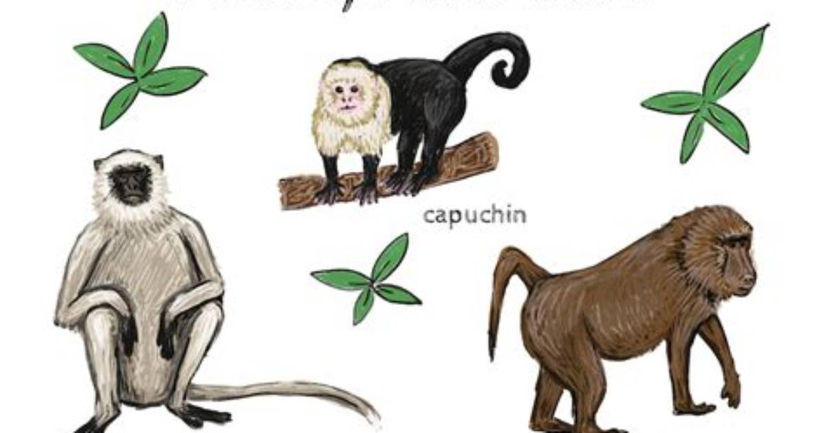 Do Tails Have Monkeys?