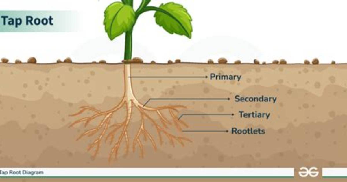 Do Tap Roots Grow Back?