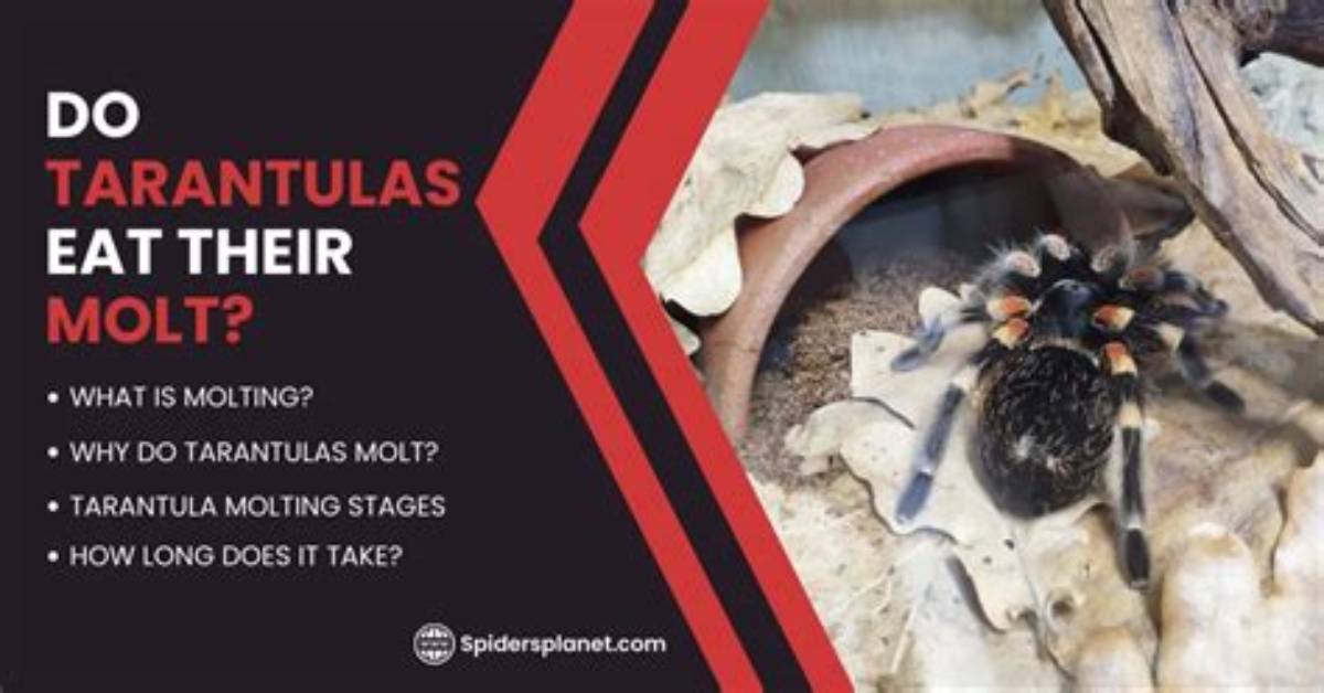Do Tarantulas Eat Their Molts?