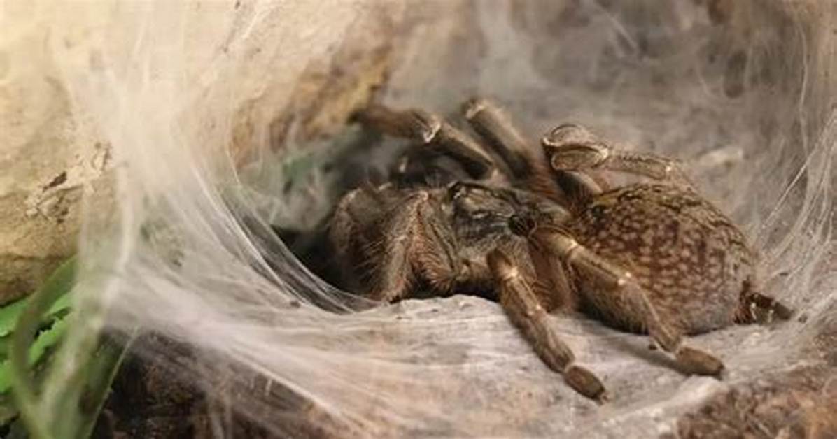Do Tarantulas Run