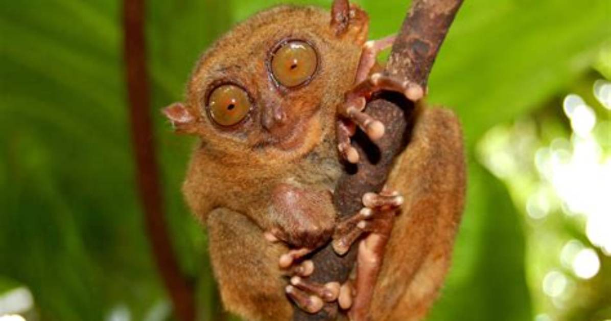 Do Tarsiers Make Good Pets?
