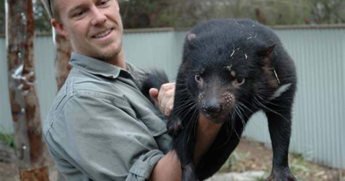 Do Tasmanian Devils Kill Humans?