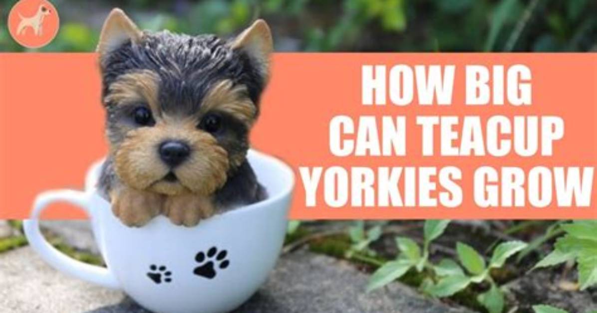 Do Teacup Dogs Grow?