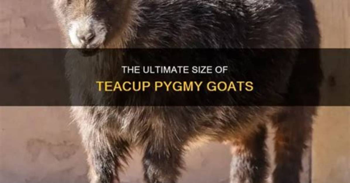 Do Teacup Goats Exist