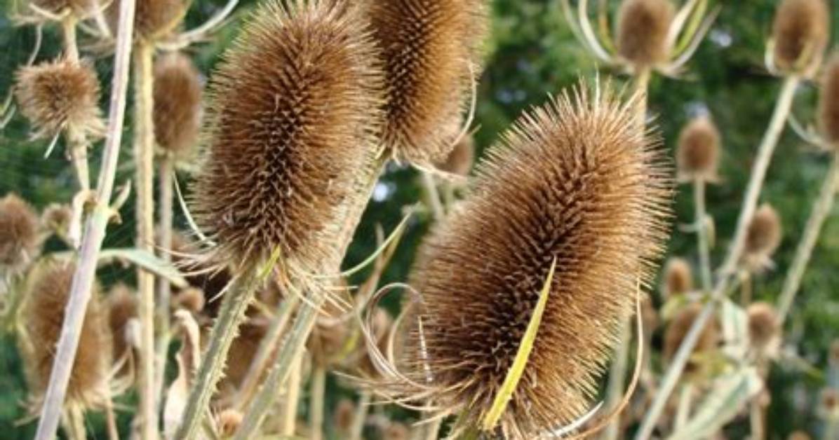 Do Teasels Self Seed?