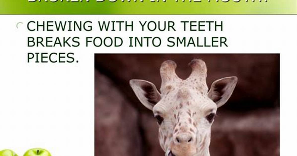 Do Teeth Break Down Food Mechanically?