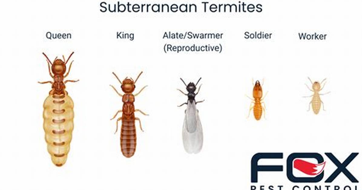 Do Termites Bring Bad Luck