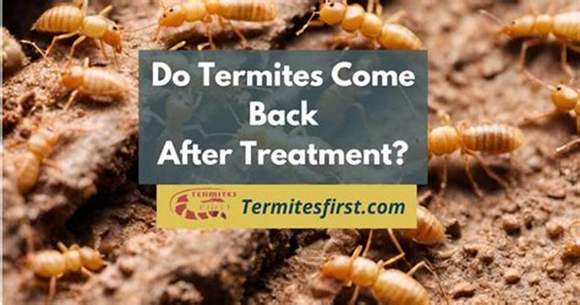 Do Termites Come Back After Tenting?