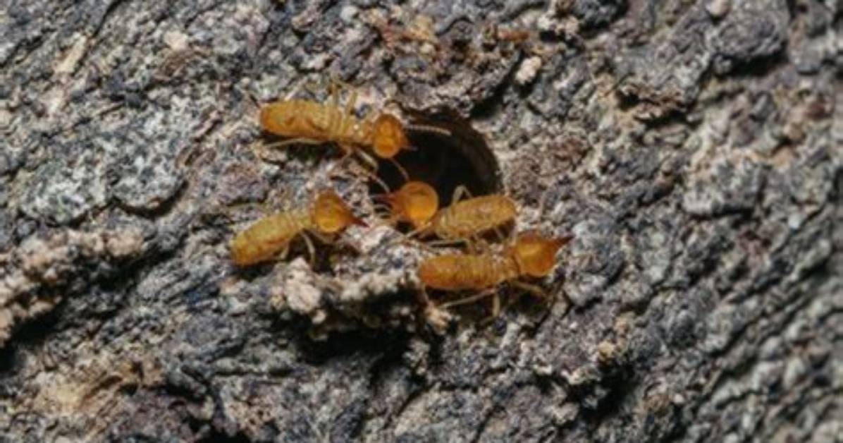 Do Termites Eat Bark Mulch