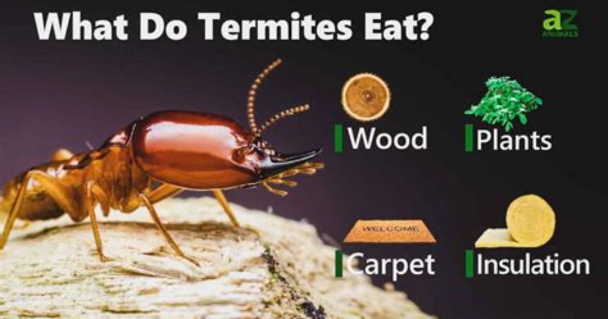 Do Termites Eat Floorboards