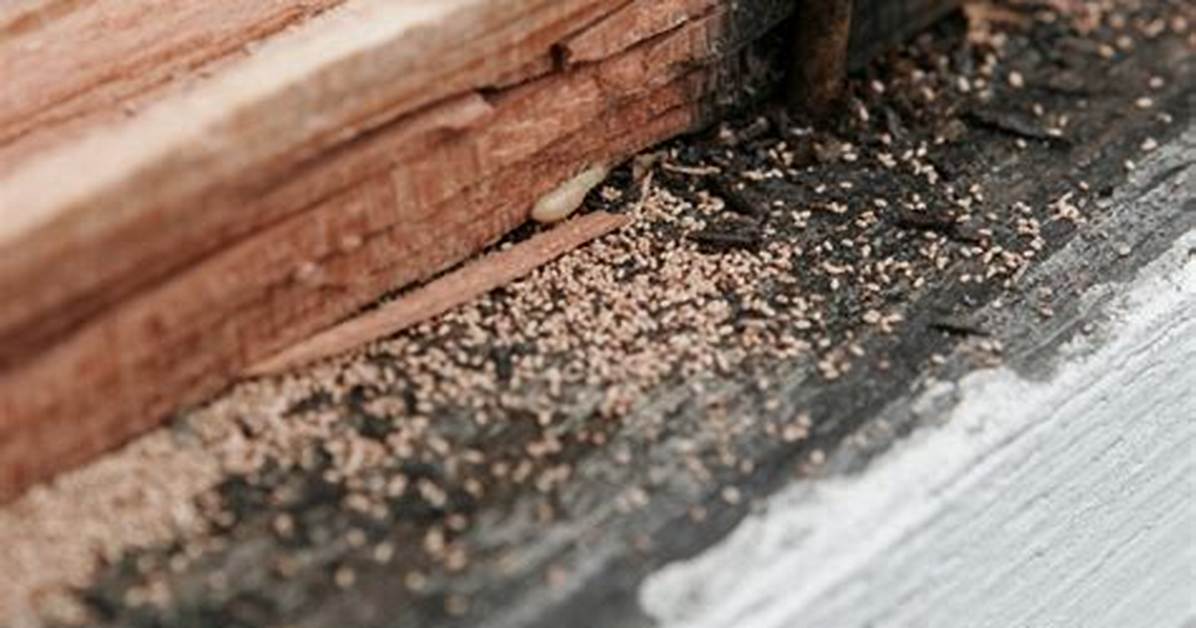 Do Termites Eat Sawdust?