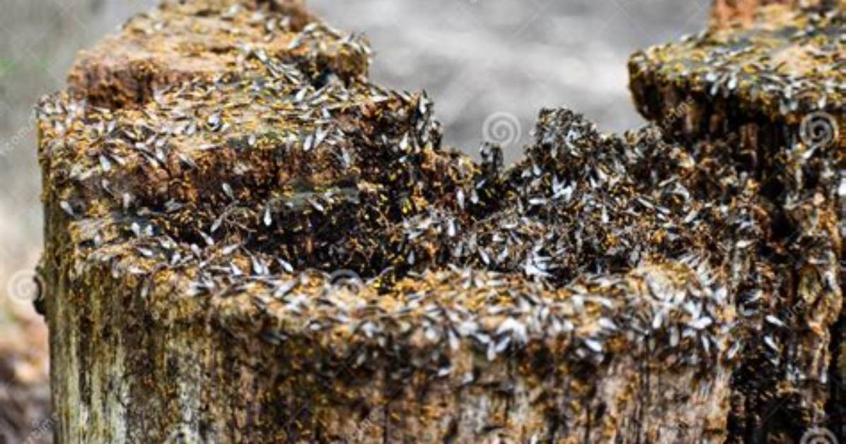Do Termites Eat Tree Stumps