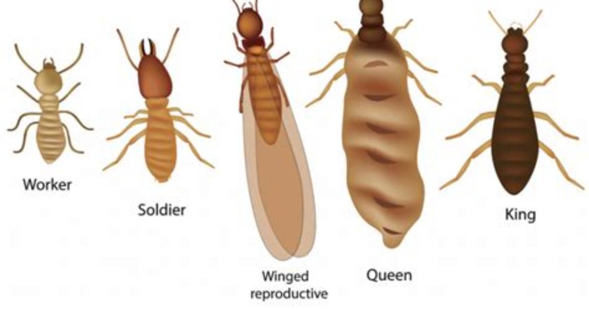 Do Termites Like Bathrooms