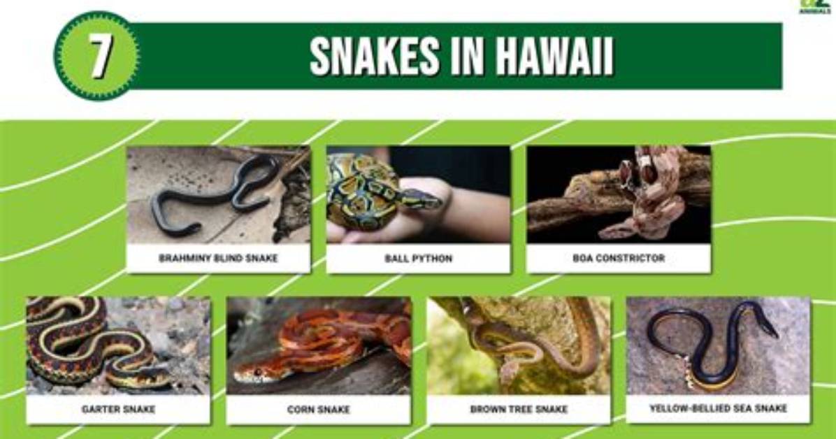 Do They Have Snakes in Hawaii?