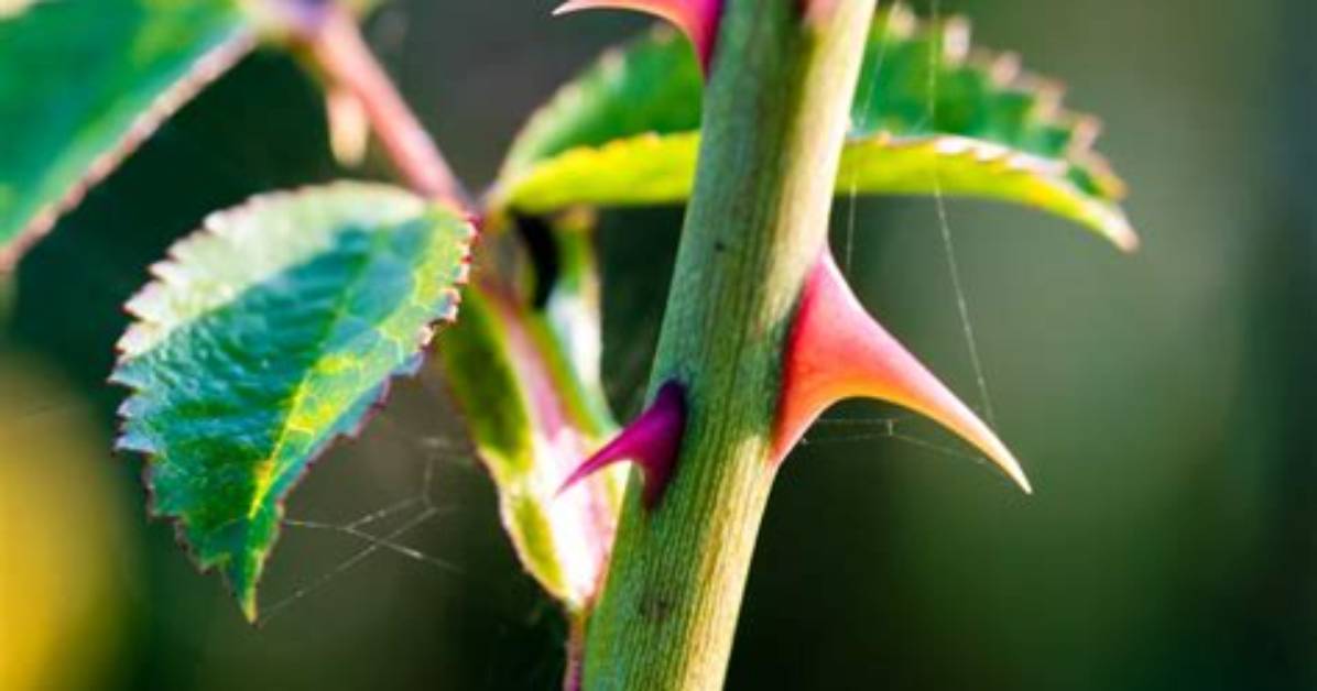Do Thorns Have Poison