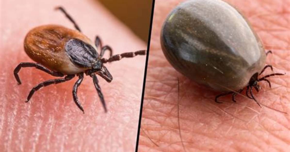 Do Ticks Have an Exoskeleton