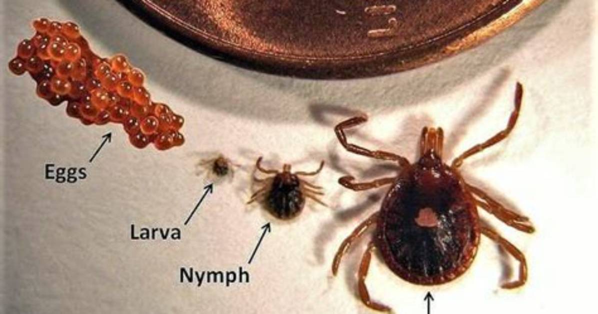 Do Ticks Lay Eggs on Humans?