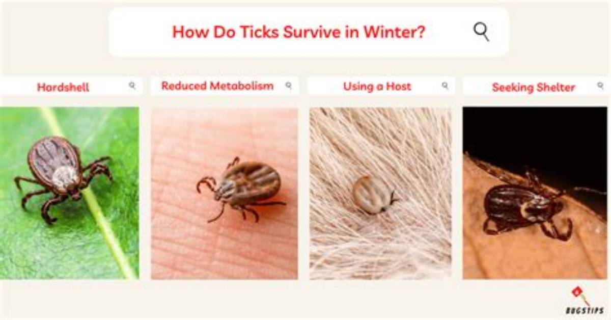 Do Ticks Shed Exoskeleton