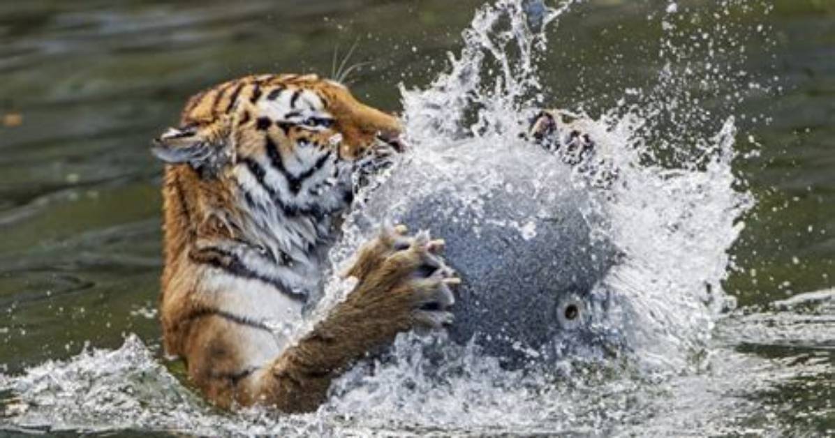 Do Tigers Like Water?
