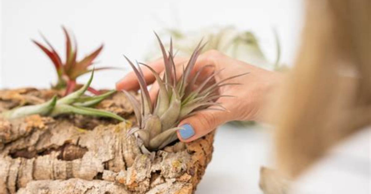 Do Tillandsia Need Soil?