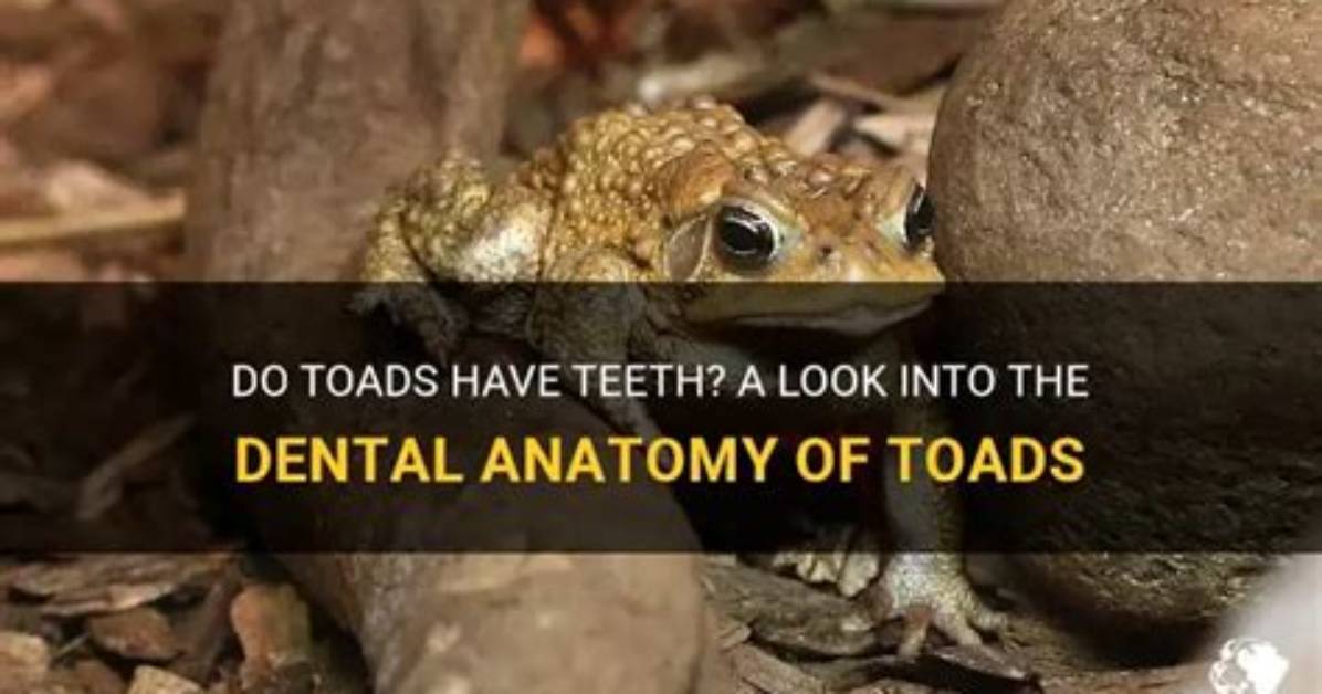 Do Toads Have Teeth?