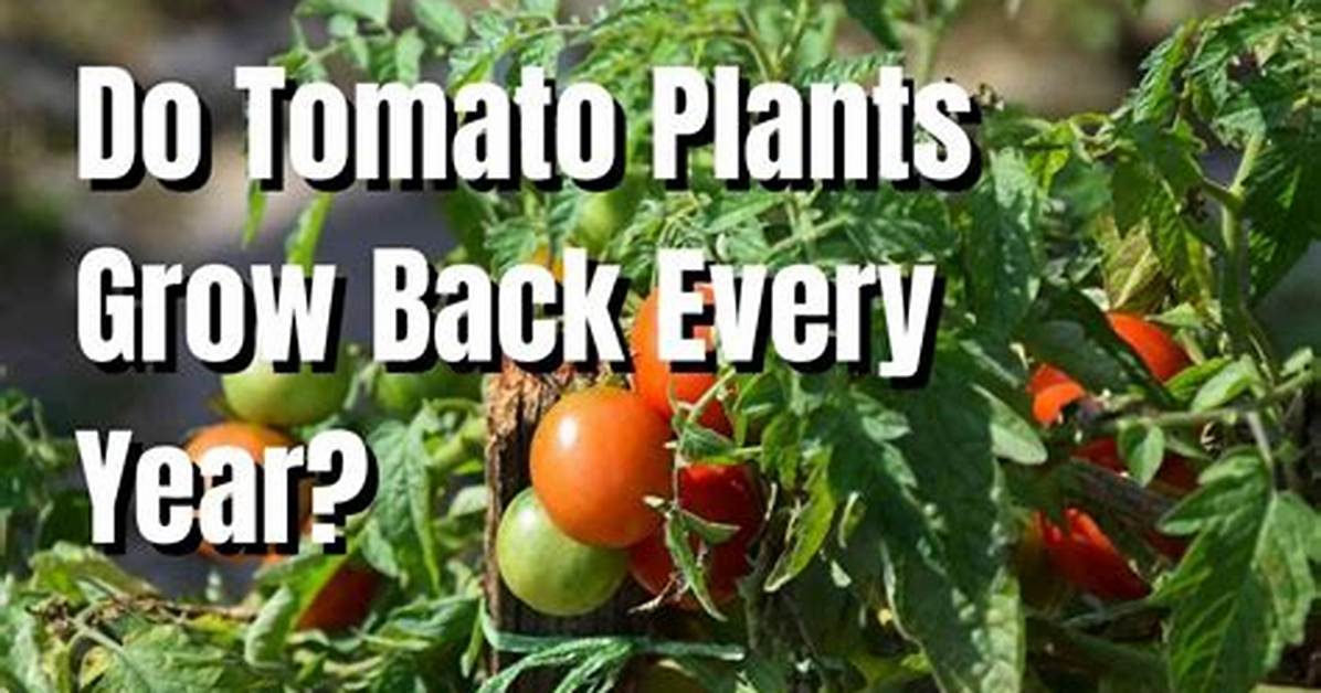 Do Tomato Plants Grow Every Year?