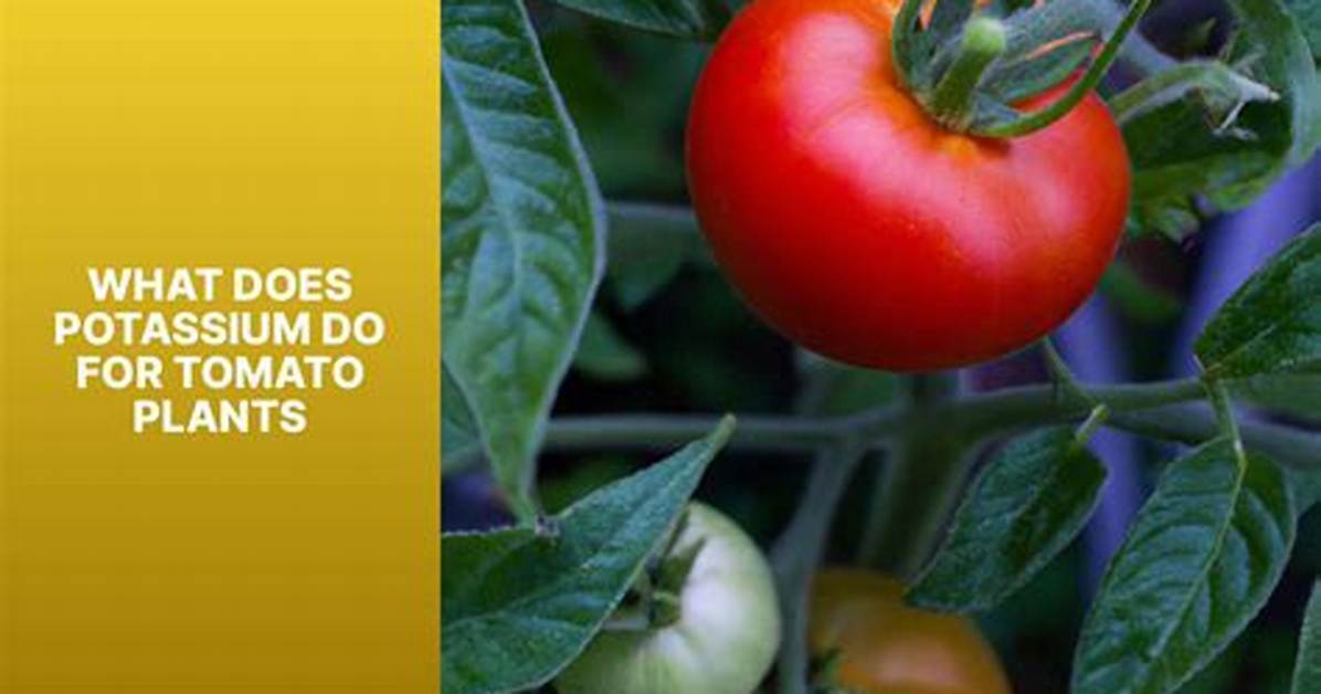 Do Tomatoes Have Potassium