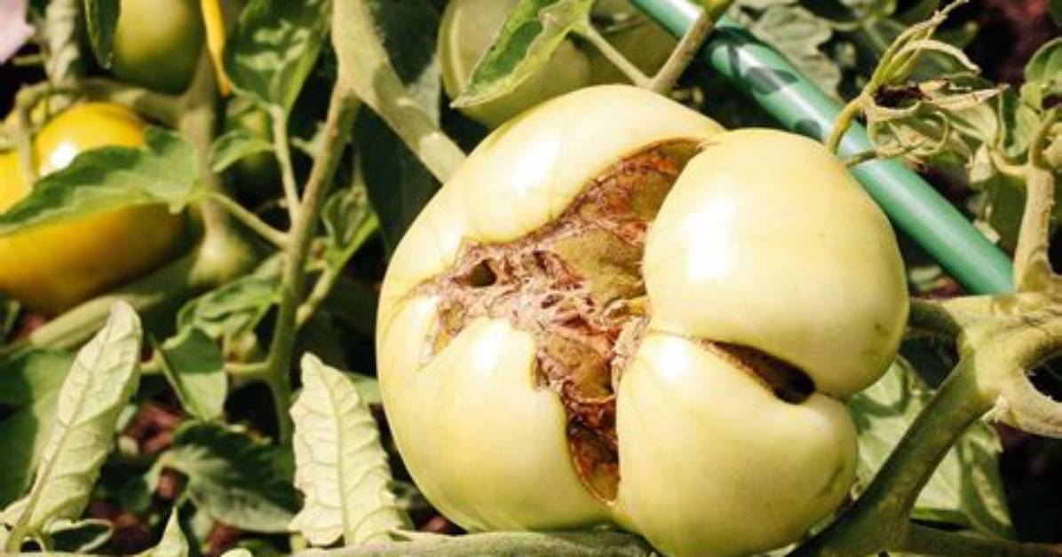 Do Tomatoes Have Toxins