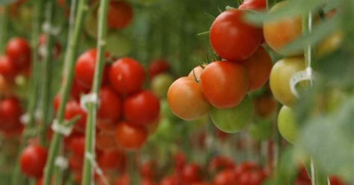 Do Tomatoes Spread
